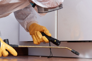 Messie Schädlingsbekämpfung Memmingen